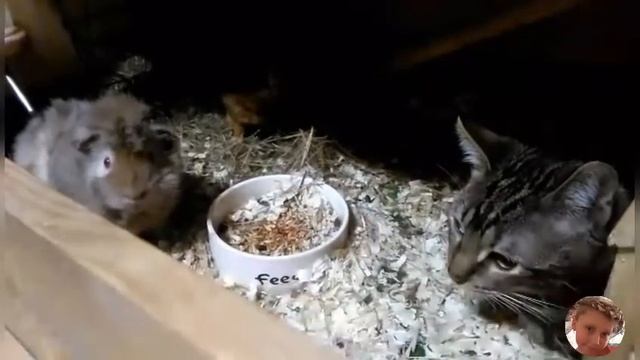 Бенгальская кошечка Ева в гостях у морских свинок Муси и Пуси смотреть онлайн