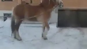 цыганские лошади