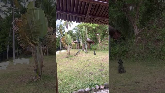 Belle Gusi is going live! смотреть онлайн