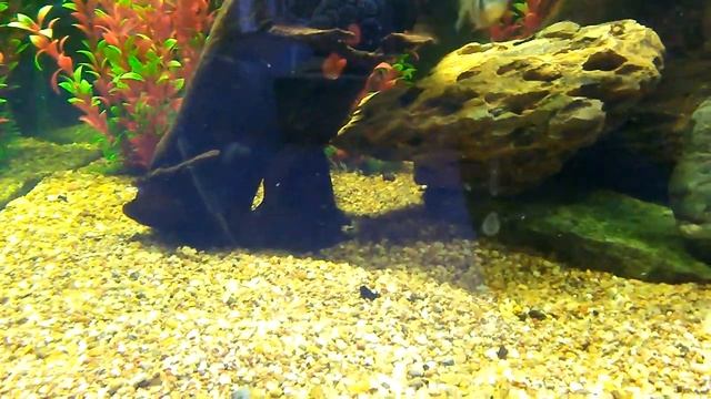 Prochilodus смотреть онлайн