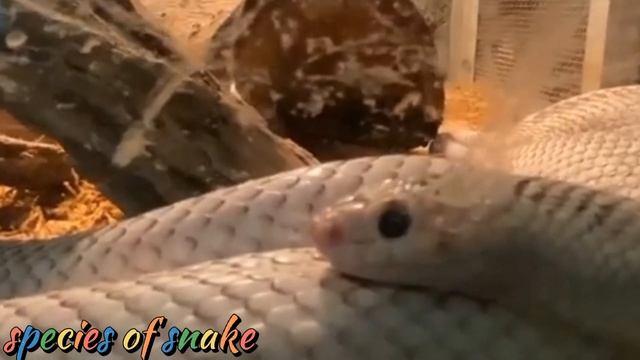 Beijing Zoo || Amazing Beautiful Animals in Beijing zoo China || Gaint Panda starring || Lion roar смотреть онлайн