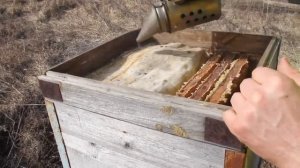 Сокращение гнезда пчел весной