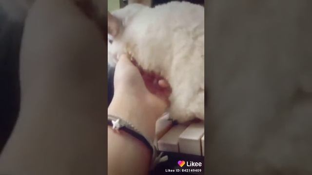 шиншилла играет на пианино 🎹😄 смотреть онлайн