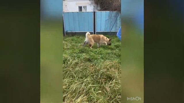 Продаётся мальчик Американская акита смотреть онлайн