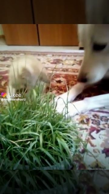 #Животные #Likee https://l.likee.video/v/rBO7re смотреть онлайн