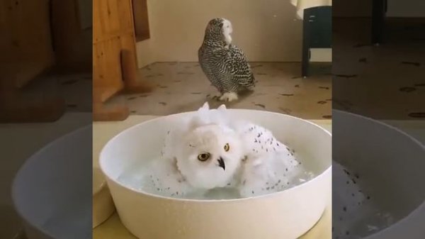 любопытная сова.