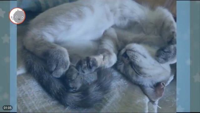 Добрые люди не когда не пройдут мимо маленького комочка счастья!♡ смотреть онлайн