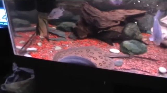 скат моторо смотреть онлайн