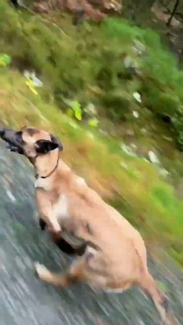 Horse power #shorts #trending #youtubeshorts смотреть онлайн