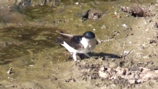 House Martin смотреть онлайн