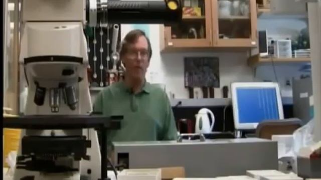 Coleoterapia: Gorgojos chinos para la salud смотреть онлайн