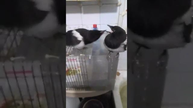 Два спасённых сорочёнка брат и сестра общаются о жизни. Реалити видео с живыми сороками смотреть онлайн