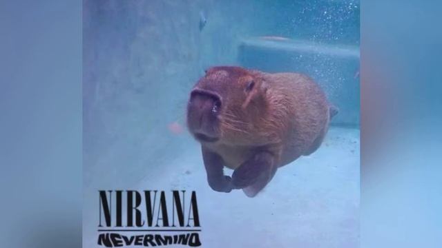 nirvana but kurt cobain is a capybara смотреть онлайн