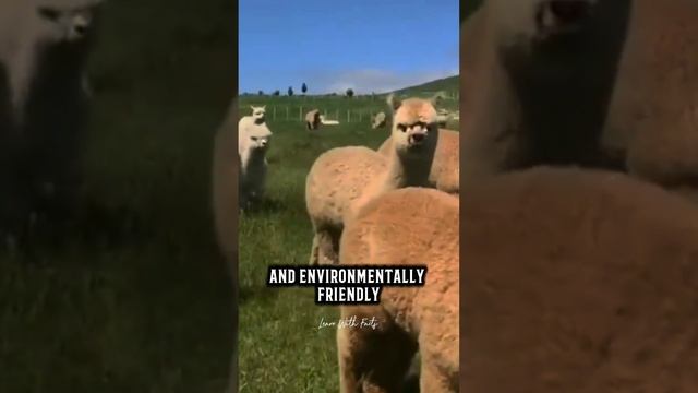 Interesting Facts About Alpacas #shorts смотреть онлайн