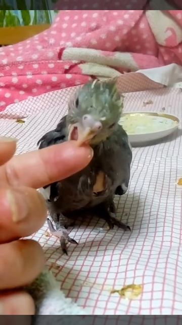 Корелла 22 дня смотреть онлайн