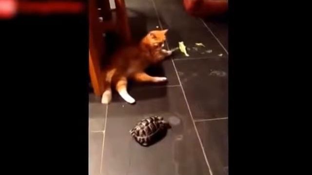 Видео Подборка Приколов с Животными 9 Кошки,Собаки Смешные Животные 2015 смотреть онлайн