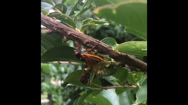 Brood X periodical cicadas in Maryland, 2021 смотреть онлайн