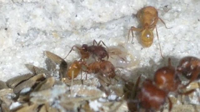 Pogonomyrmex Occidentalis (Western Harvester Ants) update Four Sept. 2nd 2020 смотреть онлайн