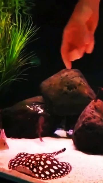 My pet Mr.Sting 🥰 #stingray#pearl##channa#snakehead#rainbow#senegalbichir#palmas#fish#short#piranha смотреть онлайн