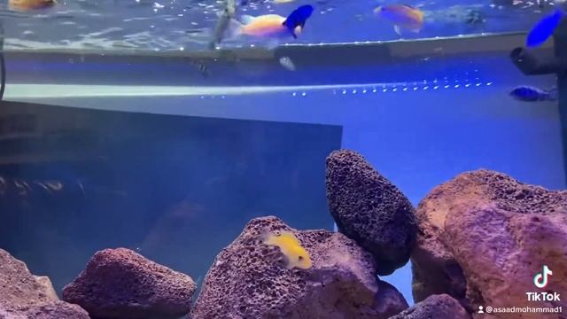 Malawi Fisch Demasons Maulbrüter Roter Buntbarsch Gelber Labidochromis "Yellow" смотреть онлайн