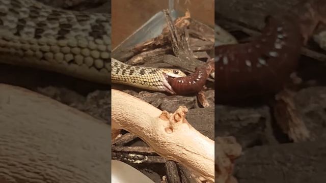 Live snake feeding! смотреть онлайн