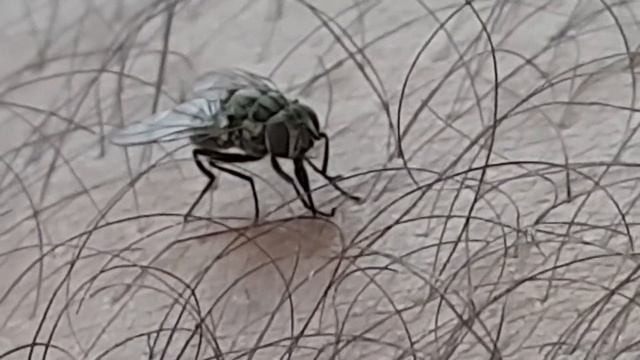 Sakarsinek Kan emen karasinek Stomoxys смотреть онлайн