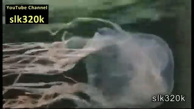 Box jellyfish in South East Asia смотреть онлайн