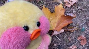 Видео Знакомство/ Утка Лалафанфан Милка Собирает Листочки