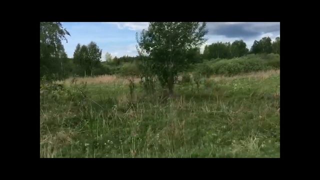 Встреча с лосихой смотреть онлайн