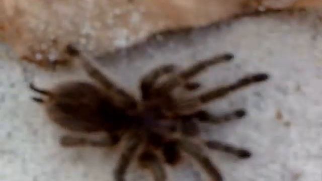 miss hazel: my tarantula смотреть онлайн