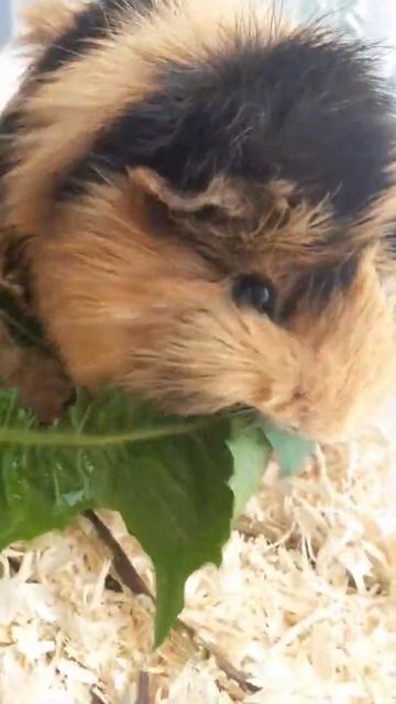 Морская Свинка очень любит листья одуванчиков! смотреть онлайн