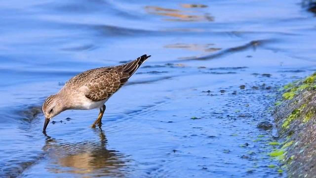 Jespák šedý (Calidris temminckii), Temminckstrandläufer, Temminck's stint смотреть онлайн