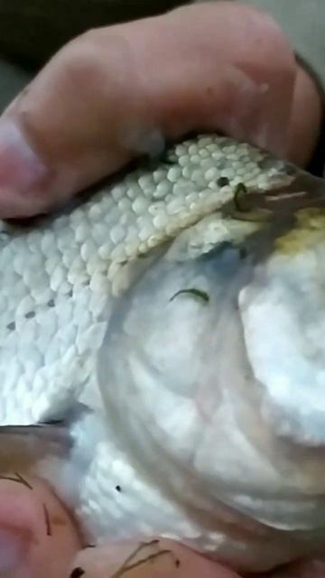 ГОВОРЯЩИЙ ЛЕЩ смотреть онлайн