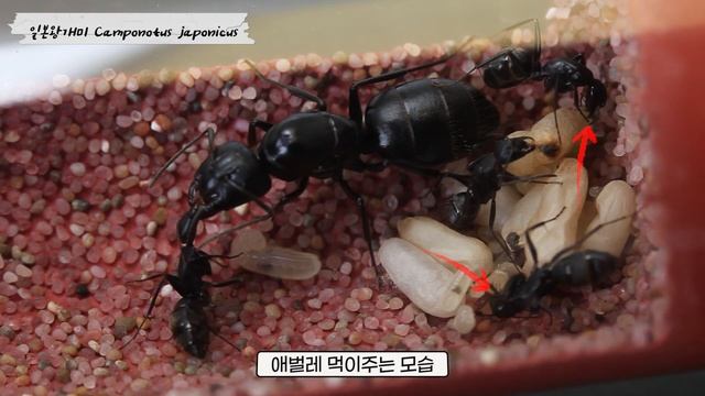 일본왕개미 Camponotus japonicus смотреть онлайн