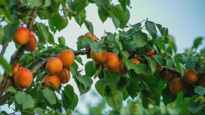 Абрикосы в Подмосковье