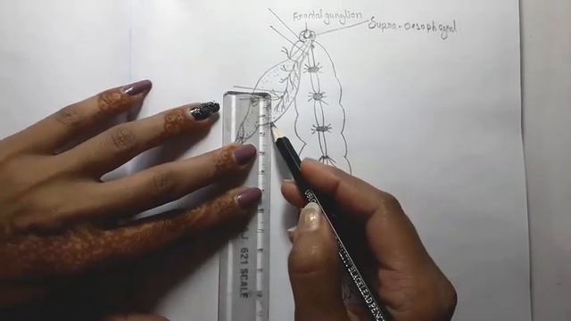 Periplaneta Nervous system A.Centraland peripheral nervous system B.Stomatogastric nervous system смотреть онлайн