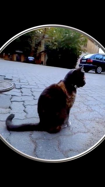 #Shorts Котик Выгибает Спинку. Видео с Котиками. Милые Красивые Котики. Шортс Видео Shorts Животные смотреть онлайн