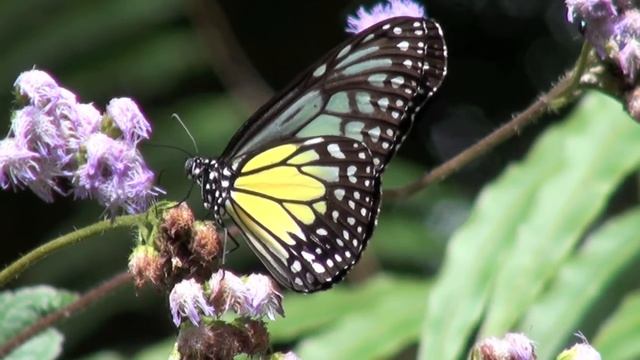 Yellow Glassy Tiger смотреть онлайн