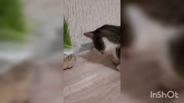 Как вылечить кота? Полисорб в помощь смотреть онлайн