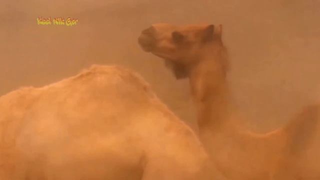 HATUBA KARAVAN Хатуба Караван смотреть онлайн