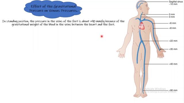 Effect of gravitation force on venous and arterial pressures. chapter 15 (part 6) смотреть онлайн