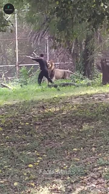 Drunk Man Talking to a Lion😂 смотреть онлайн