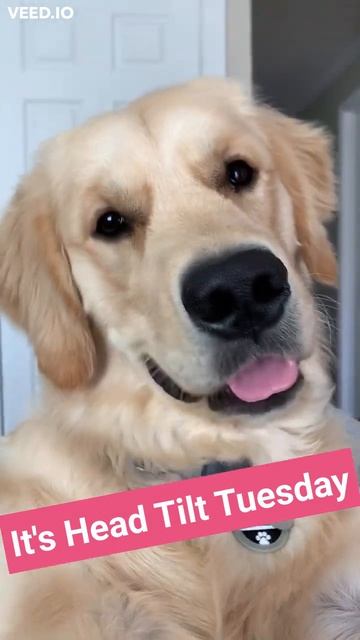 Dog Head Tilts are the Cutest! 💖 #HeadTiltTuesday смотреть онлайн