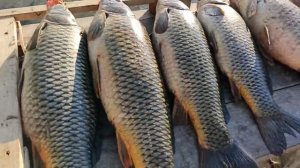 Рыбалка в дельте Волги.