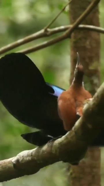 Beatiful Bird 🤩🤩 смотреть онлайн