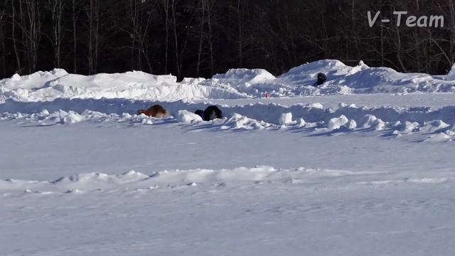 РПБ VOLYA VOL`NAYA GOSPOZHA UDACHA (К) - BORZIE-SENAVIAN POTEKHA (С). МЗ - 2018. смотреть онлайн