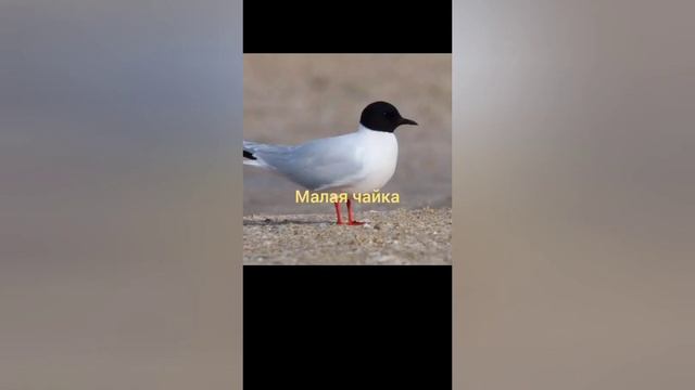 7 разных видов чаек видео точно будет тебе полезным🥀❤ смотреть онлайн