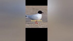 7 разных видов чаек видео точно будет тебе полезным🥀❤