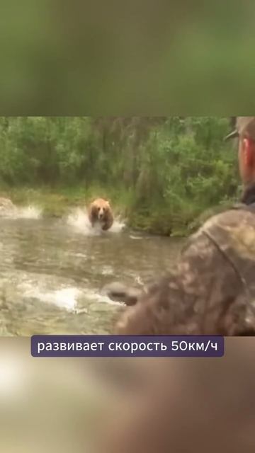 Нападение хищников в Республике Алтай | Водятся ли медведи в горах? Чем опасен мишка? смотреть онлайн