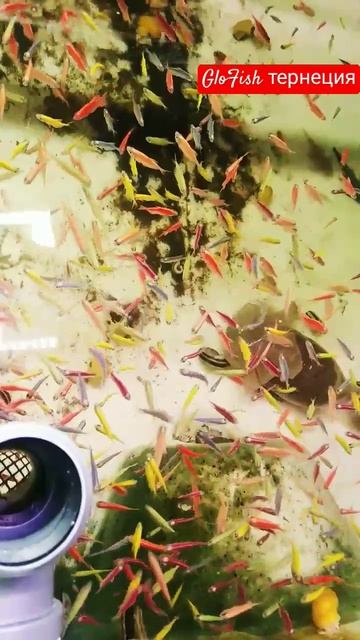 глофиш тернеции #аквариум #aquarium #GloFish смотреть онлайн
